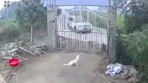 white dog narrowly escaped