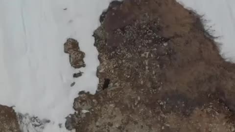 Baby bear's EPIC struggle to climb a snowy mountain