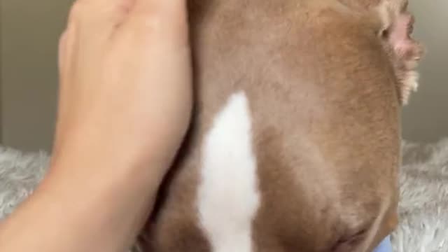Pitbulls are the best