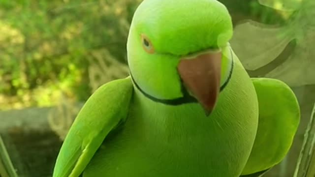 Funny parrot talking l Green Parrot l Sweet parrot