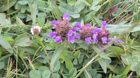 Beautiful purple flowers showing the beauty in nature