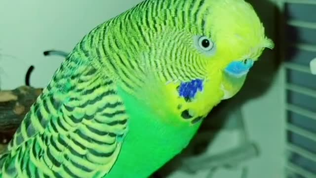 This cute parrot