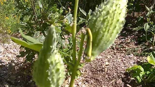 Milkweed