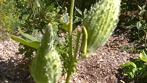 Milkweed