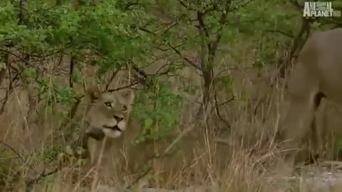 ANIMALS | LIONS attack - Life of amazing WILDLIFE animals