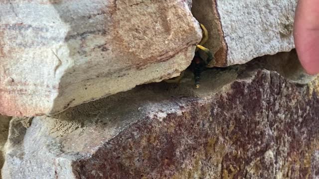 Huge Centipede Hides in Rock Wall