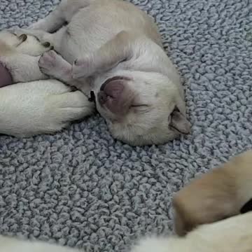 Don’t forget we have puppy cams, too 💙 🥺