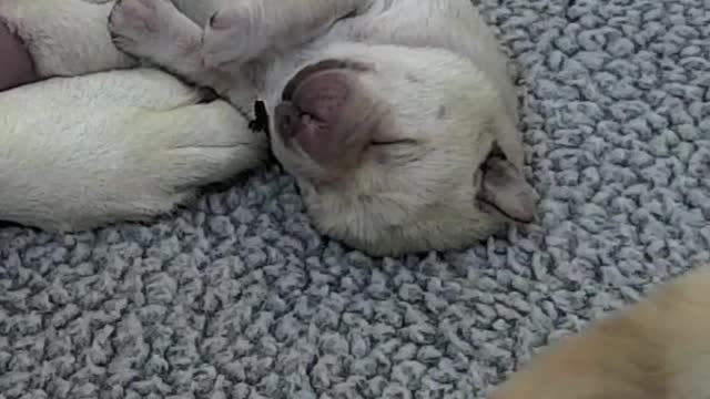 Don’t forget we have puppy cams, too 💙 🥺