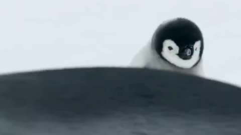 Look how this little penguin is going