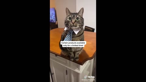 Funny animal videos 2023 - Funny cats/dogs - Funny animals