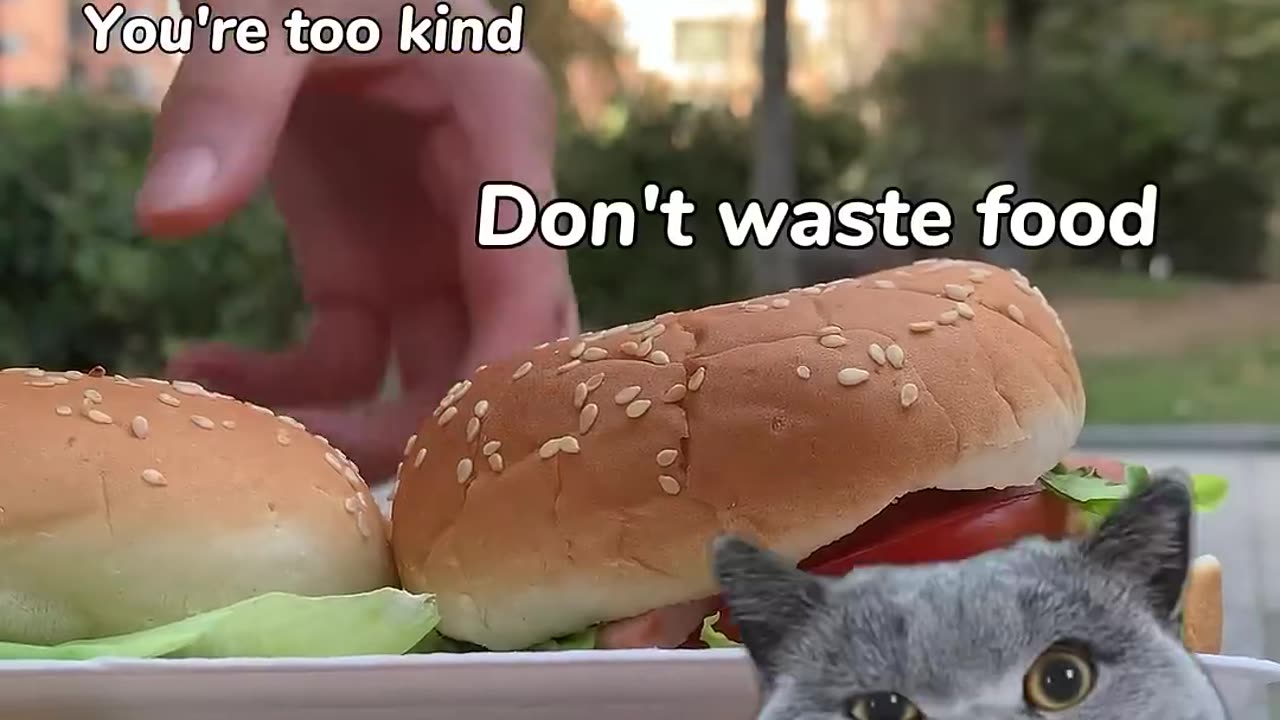 Don't Waste turn ham into delicious Food Funny cat cat memes Trending