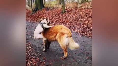 Adorable Puppy and Its Duck Buddy