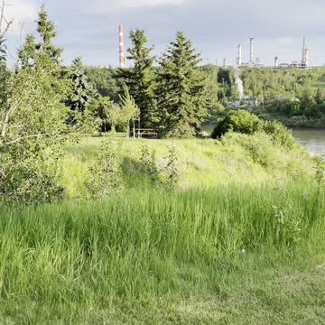 Amazing garden 🪴 & Horses