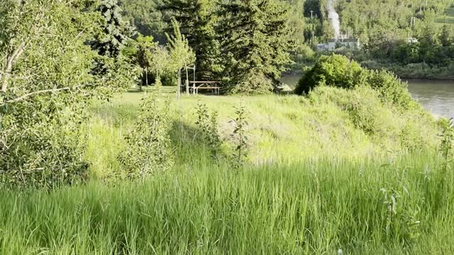 Amazing garden 🪴 & Horses