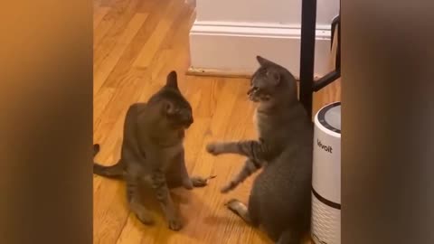 Funny Animals Video