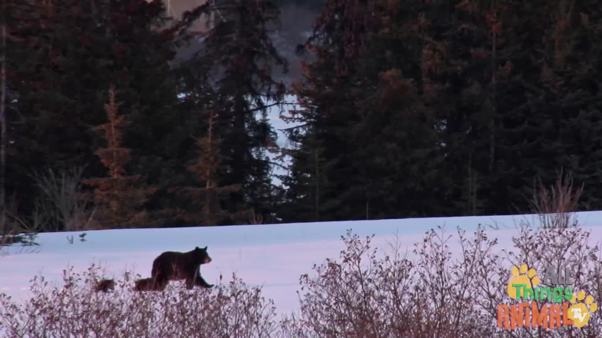 BLACK BEAR * | Animals For Kids | All Things Animal TV