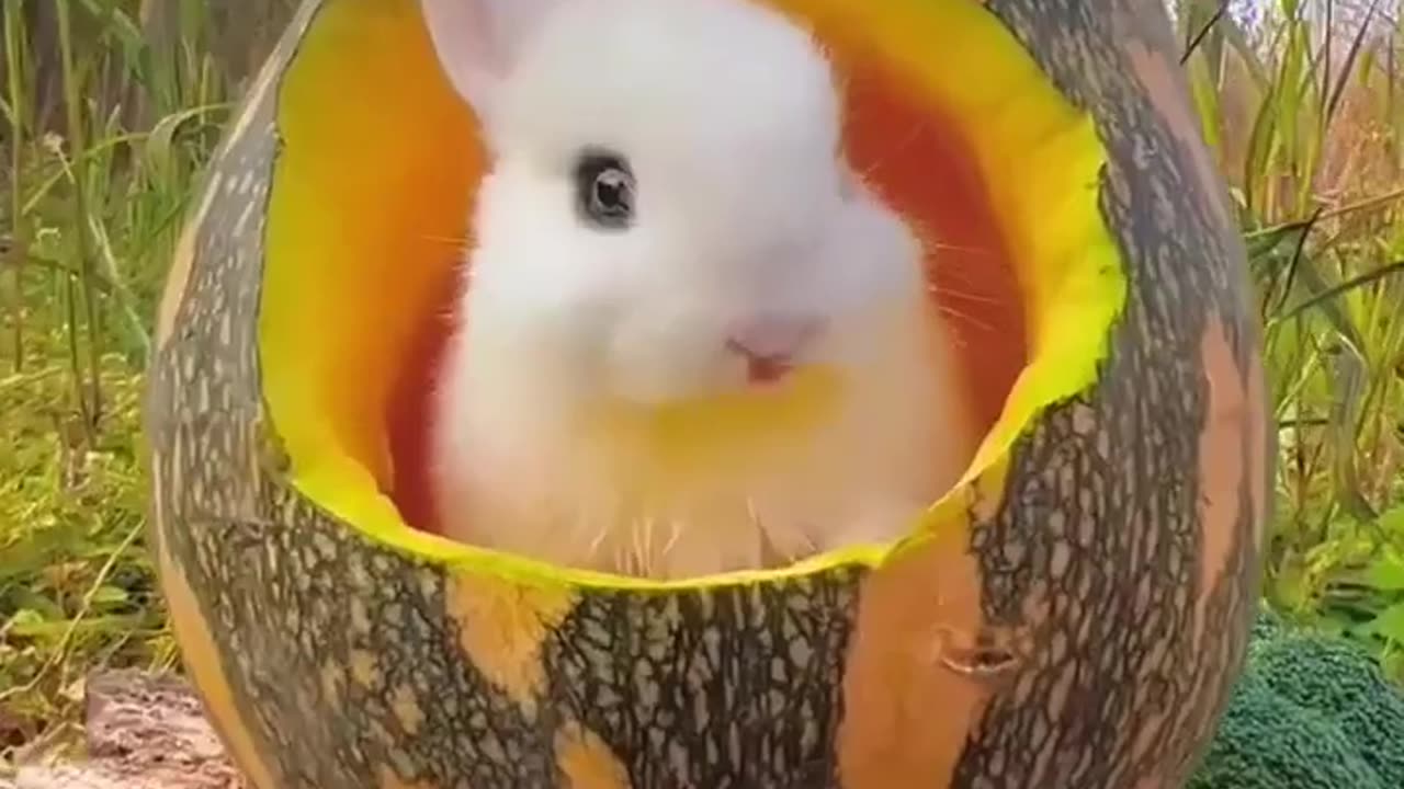 Cute Rabbit 🐇 || Best Funny Animals Video 2023 || Funniest Animals Ever