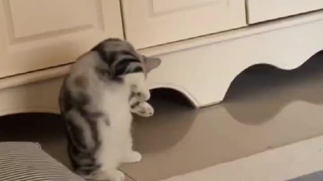 Two cute kittens are fighting, the big cat is ignoring.