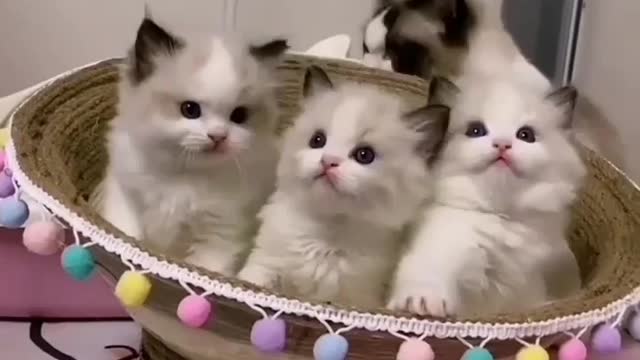 Cute 🐱 cat's