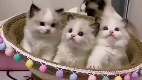 Cute 🐱 cat's