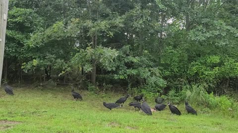 Birds pick! Lots of very large birds!