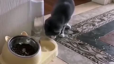 Naughty Naughty Cats