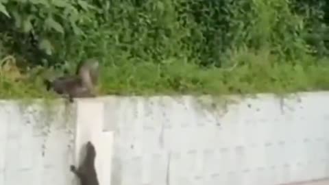 A beautiful family of otters were crossing the forest