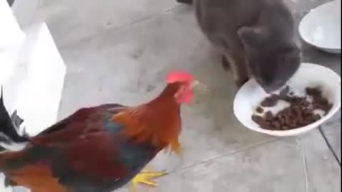 Hen trying to eat cat's food!Funny