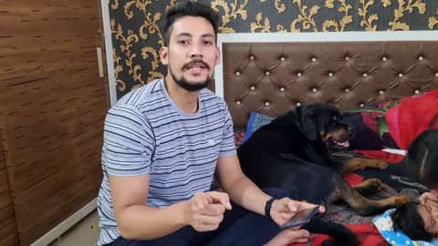 Jerry and Aaru are made for each other.Dog protecting baby