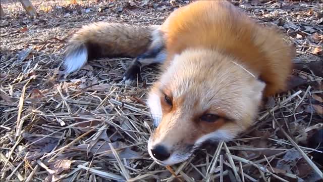 Adorable Baby Fox Pups Playing - CUTEST Compilation