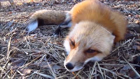 Adorable Baby Fox Pups Playing - CUTEST Compilation