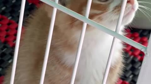 Very cute kittens and animals