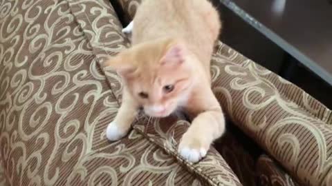 Video of playing with a cat trying to bite me.