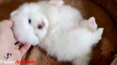 CUTE PET COMPILATION