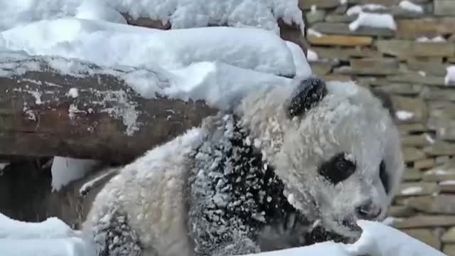 Giant panda wrapped in snow