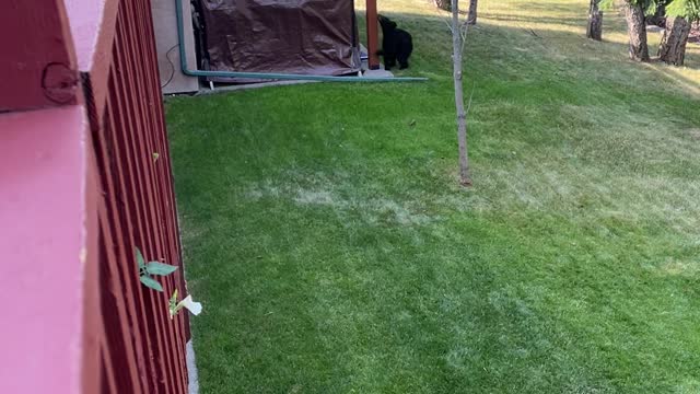 Bear Climbs Onto Balcony in Search of Food Source