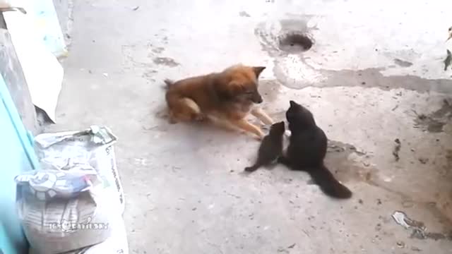 mother cat with kittens came to old dog