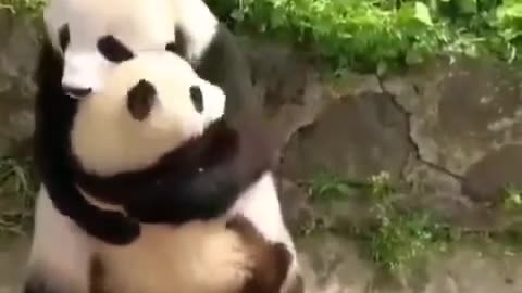 Loving panda