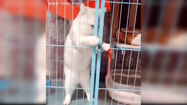 Baby Cats - Cute and Funny Cat Videos Compilation #10 | Aww Animals