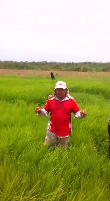 Productores de arroz en Leticia, Bolívar