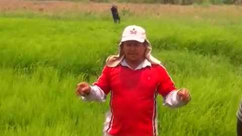 Productores de arroz en Leticia, Bolívar