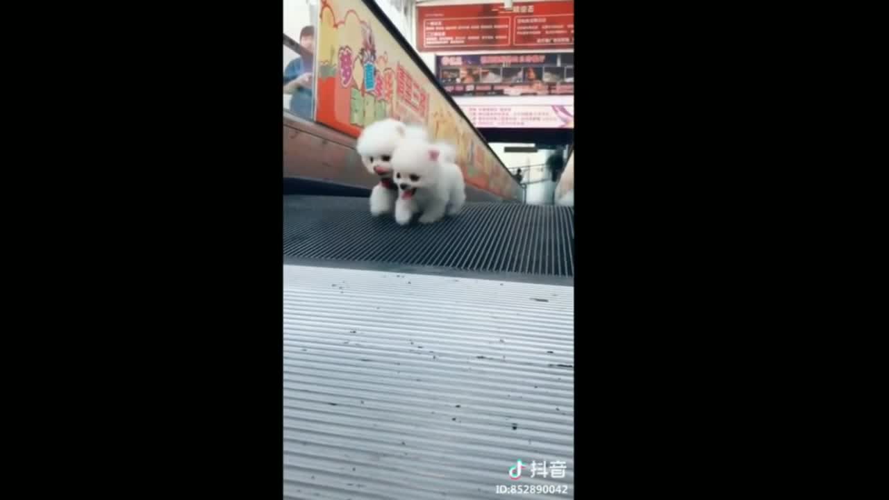 Cute dog playing video