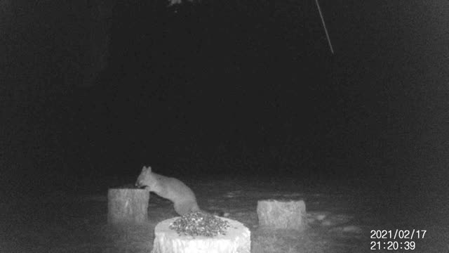 Fox in backyard!