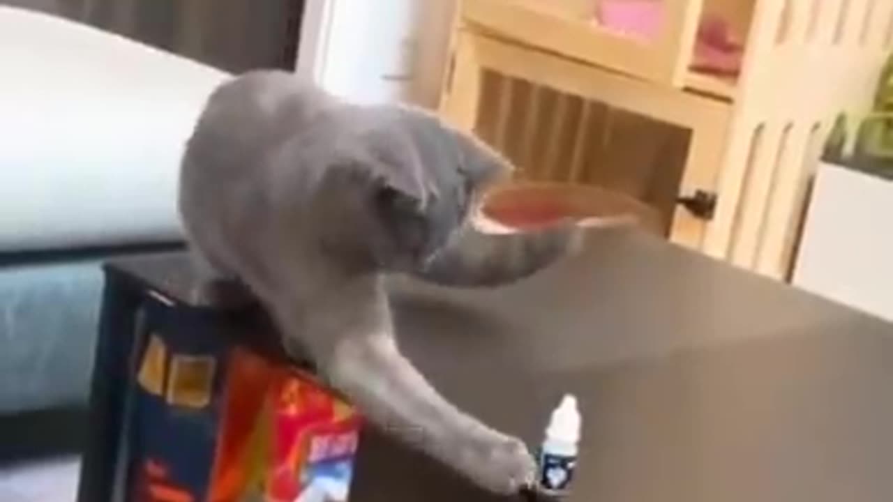 My cats dropping bottle