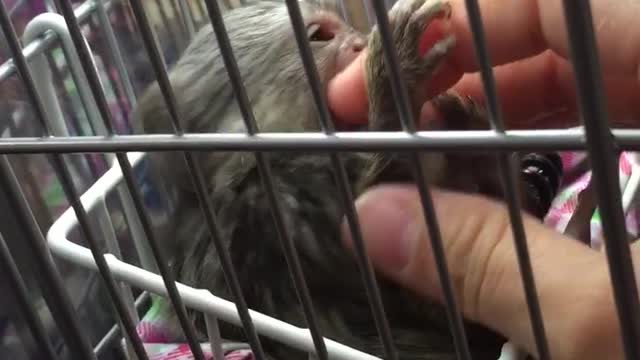 Marmoset monkey Chacha! How sweet cry when she is happy!