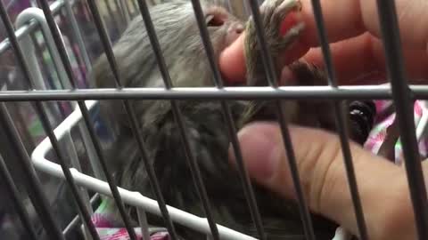 Marmoset monkey Chacha! How sweet cry when she is happy!