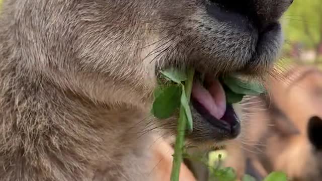 Handsome kangaroo