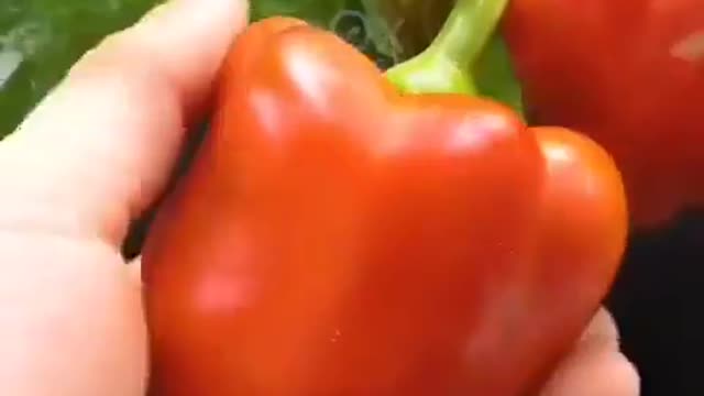 Growing capsicum from seed to bearing fruit