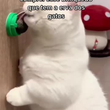 I couldn't stand to see the sad kittens anymore so I bought it