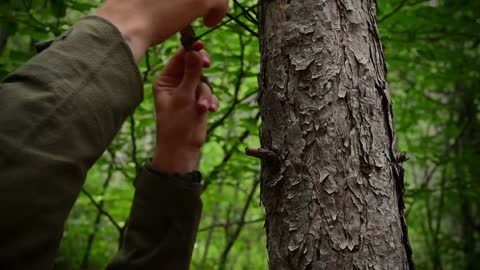 Dozens of towering trees were smashed by its iron wings,